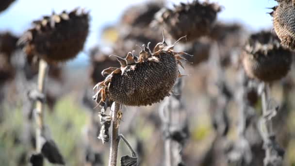 Dried sunflower due to drought — Stock Video