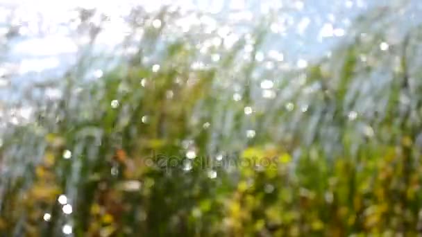 Fond flou de roseaux sur la rive d'une rivière lac 