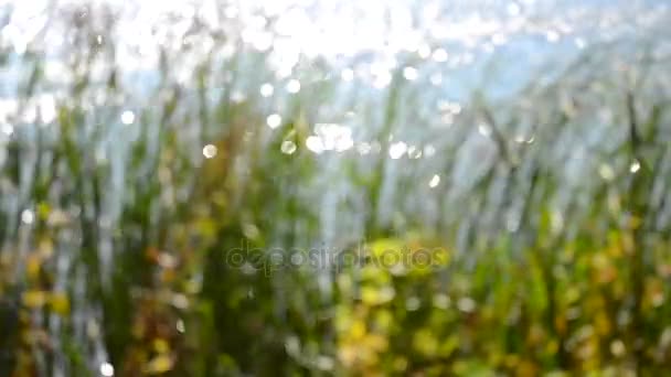在湖河岸边芦苇丛背景模糊 — 图库视频影像