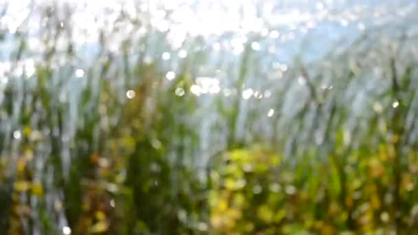 Fond flou de roseaux sur la rive d'une rivière lac 