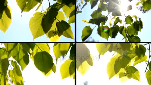 Grüne Blätter schließen Windsonne — Stockvideo