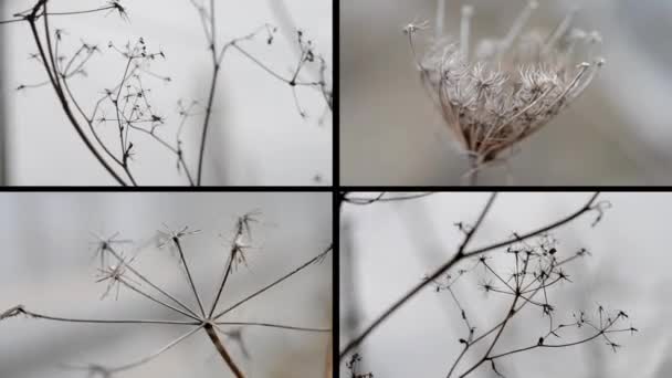 Kuiva ruoho liikkuu tuulessa sumea harmaa tausta — kuvapankkivideo
