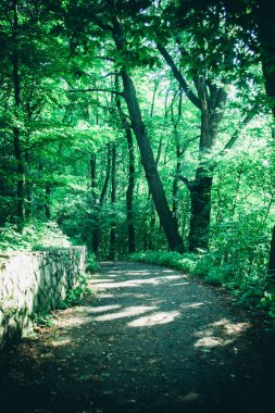 Bahar orman Park Road