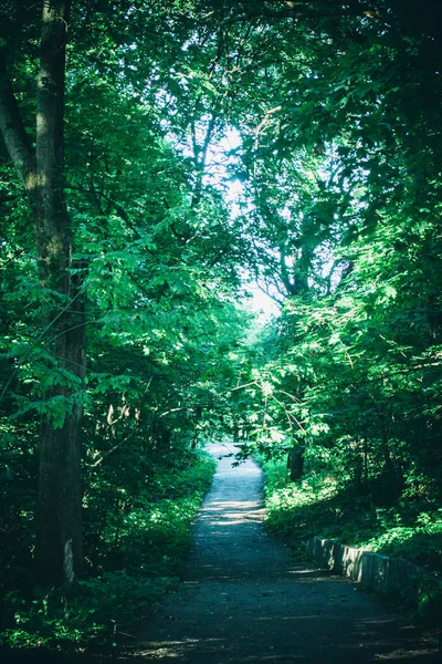 Camino en el parque forestal en la primavera — Foto de Stock