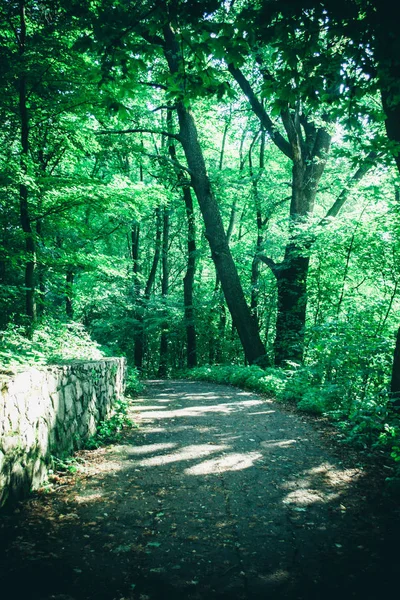 Дорога в лесной парк весной — стоковое фото