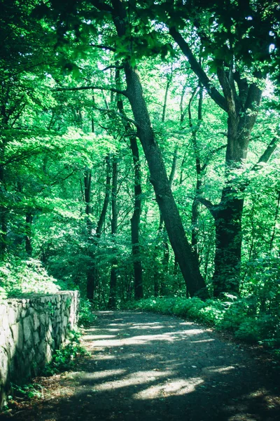 Straße im Waldpark im Frühjahr — Stockfoto