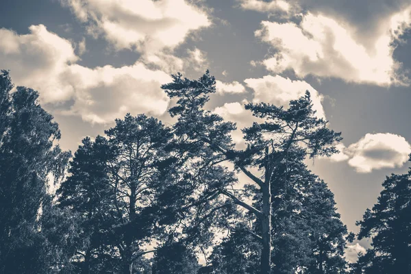 오래 된 빈티지 사진입니다. 하늘 구름 나무 최고의 여름 — 스톡 사진