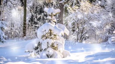 # Karlı ormanda çok güzel bir Noel ağacı #.