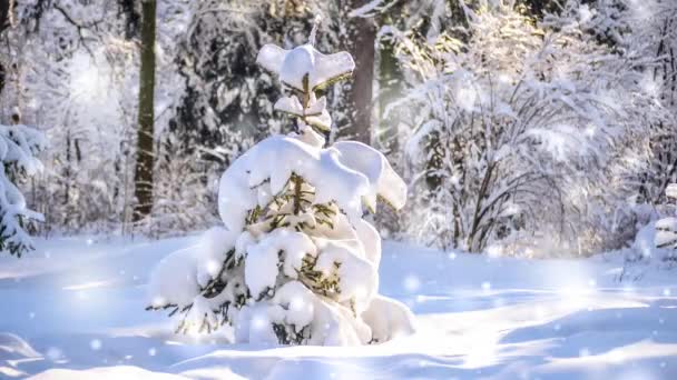 Très joli petit sapin de Noël dans les bois avec neige. — Video