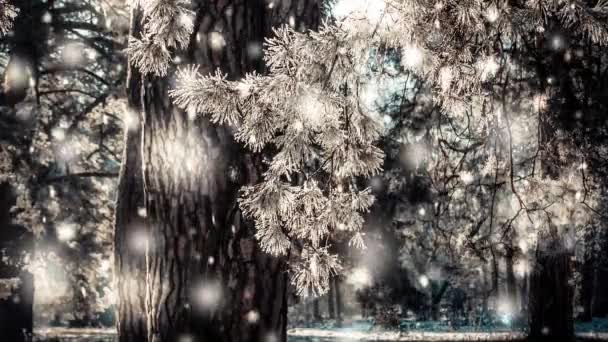 Winterpark op een zonnige dag. Bomen, weg bedekt met sneeuw op koude dag. — Stockvideo