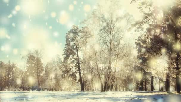 Zimní park za slunečného dne. Stromy, silnice pokrytá sněhem za chladného dne. — Stock video