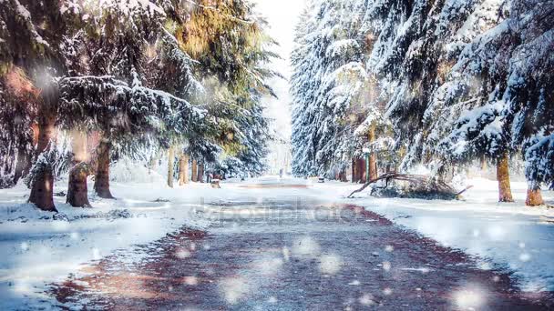 Parque de invierno en un día soleado. Árboles, camino cubierto de nieve en día frío. — Vídeos de Stock