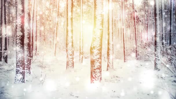 Abeto de pino árbol en el bosque mágico invierno con caída de nieve día soleado. — Vídeos de Stock