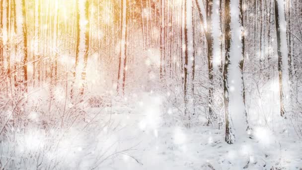 Abeto de pino árbol en el bosque mágico invierno con caída de nieve día soleado. — Vídeos de Stock