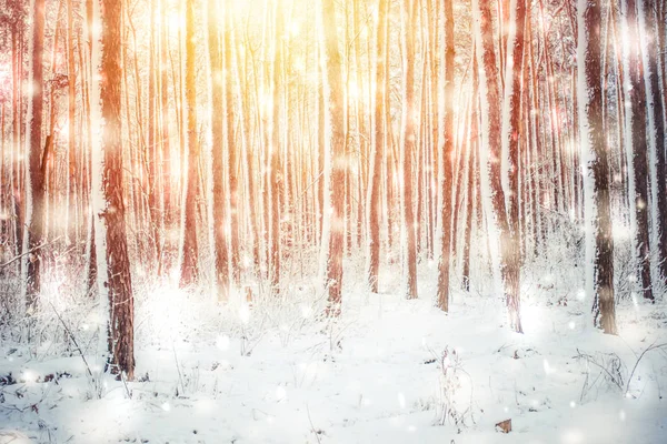 Träd tall gran i magisk skog vinter med fallande snö solig dag. — Stockfoto