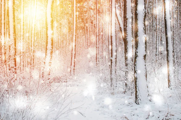 Träd tall gran i magisk skog vinter med fallande snö solig dag. — Stockfoto