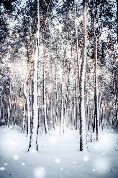 Tree pine spruce in magic forest winter with falling snow sunny day. — Stock Photo, Image