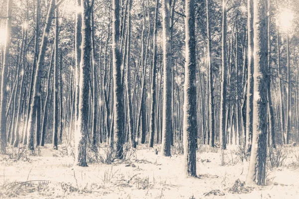 Eski vintage fotoğraf. Sihirli orman kış ağaç çam Ladin — Stok fotoğraf