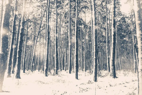 Foto antigua de época. Abeto de pino en bosque mágico invierno — Foto de Stock