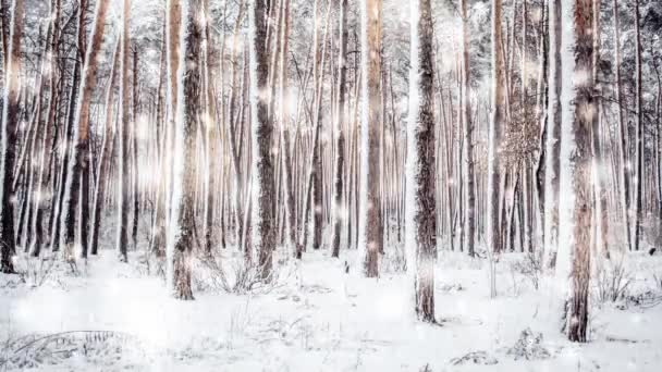 Boom pijnboom sparren in magisch bos winter met vallende sneeuw zonnige dag. — Stockvideo