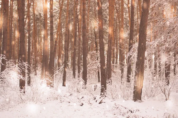 Świerk sosnowy w magicznym lesie zima z padającym śniegiem słoneczny dzień. — Zdjęcie stockowe