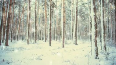 Sihirli orman kışın yağan kar, kar yağışı ile ağaç çam Ladin.