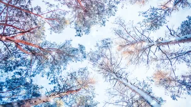 Kiefernfichte im Zauberwald Winter mit fallendem Schnee, Schneefall. — Stockvideo