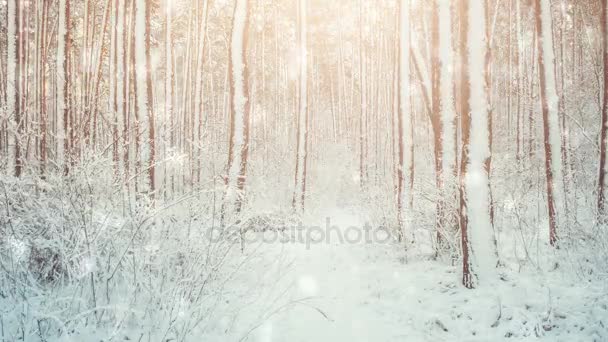 Дерево сосновая ель в волшебном лесу зима с падающим снегом, снегопад . — стоковое видео
