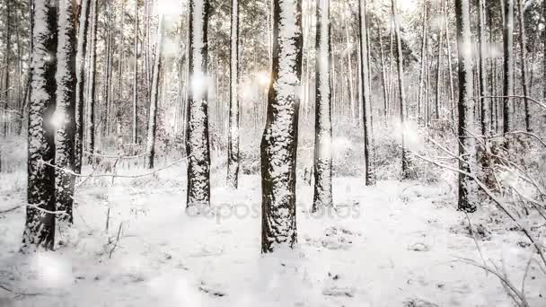 树杉云杉在神奇森林冬天以下落的雪, 降雪. — 图库视频影像