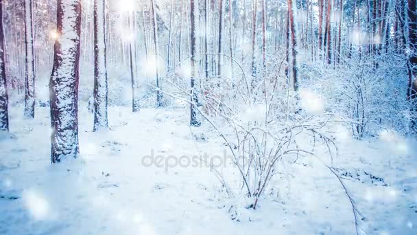 树杉云杉在神奇森林冬天以下落的雪, 降雪. — 图库视频影像