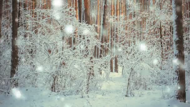 Fa fenyő fenyő, esik a hó, hóesés, elvarázsolt erdő télen. — Stock videók