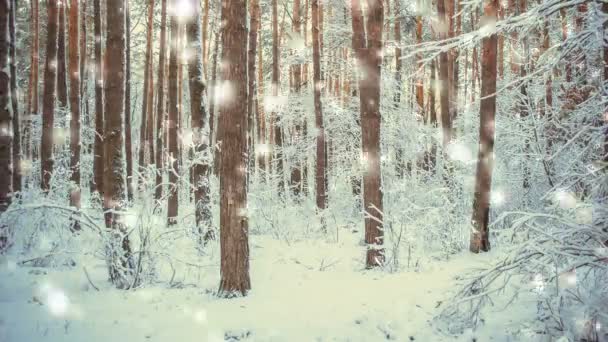 Abeto de pino árbol en el bosque mágico invierno con nieve que cae, nevadas . — Vídeos de Stock