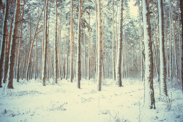 Abeto de pino árbol en bosque mágico invierno con nieve que cae . — Foto de Stock