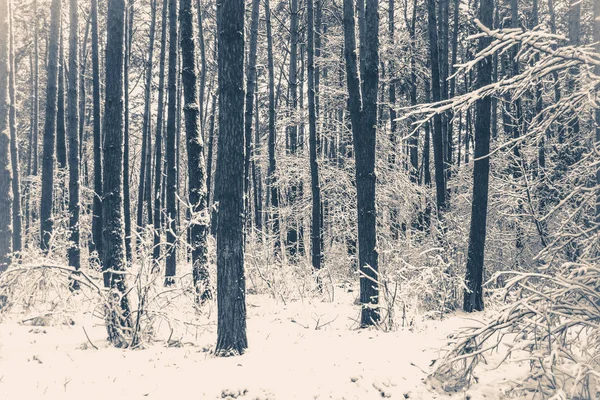 Foto antigua de época. Abeto de pino en bosque mágico invierno — Foto de Stock