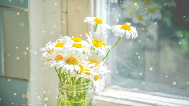 Daisies in a glass jar near a window. — Stock Video