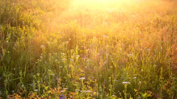 Achtergrond plant op het veld tijdens zonsondergang zonsopgang met lumineuze stralen van de zon. — Stockvideo