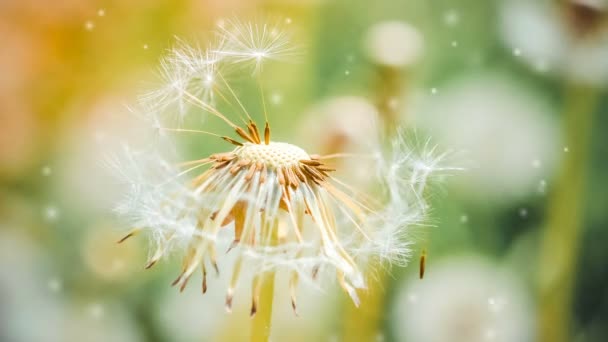 Kale paardebloem close-up op onscherpe achtergrond met een filter of effect. — Stockvideo