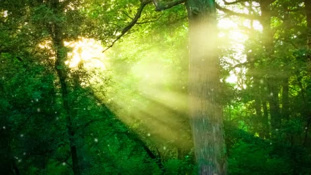 Soleil brille à travers les branches des arbres dans la forêt. — Video