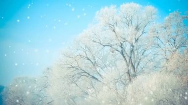 Mavi gökyüzüne karşı kardaki güzel büyük ağaçlar, filtre..