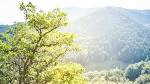 Δέντρο και θέα στο βουνό — Αρχείο Βίντεο