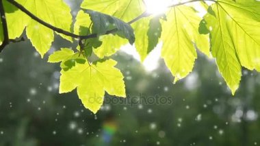 Güneş bir ağaç dalı üzerinde güzel yeşil yaprak