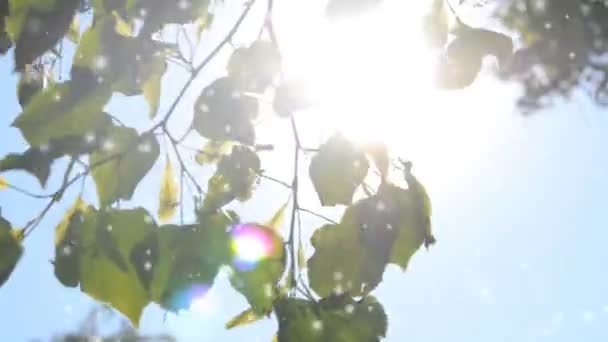 Feuilles sur une branche contre un ciel bleu clair avec soleil brillant , — Video