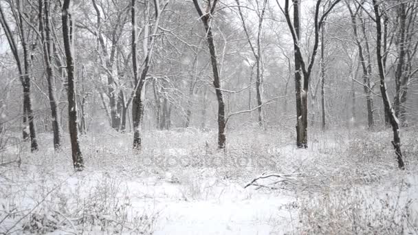 在树林里下雪。冬季常见落叶林. — 图库视频影像