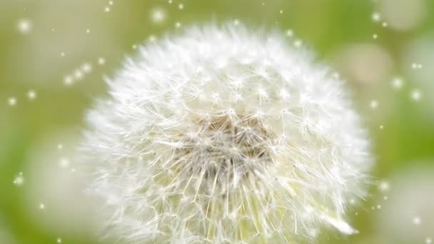 Diente de león blanco en el primer plano del viento sobre fondo borroso verde, — Vídeos de Stock