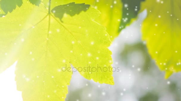 Jarní listové detail světla, efekt filtru