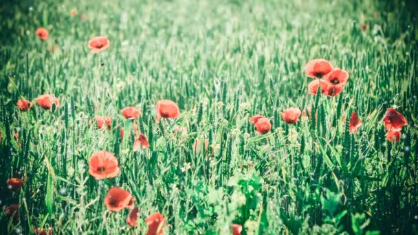 Campo con germogli verdi di grano e fiori di papavero, colore verde — Video Stock