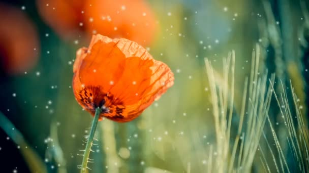 Bloemen rood poppy close-up in groene planten in het voorjaar — Stockvideo