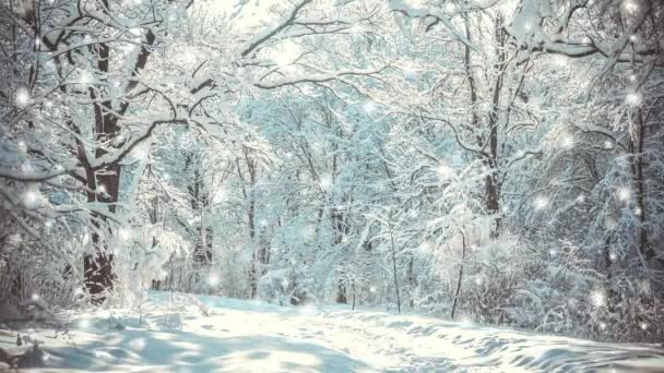 Floresta de plantas de árvores cobertas de neve no filtro de inverno, efeito. — Vídeo de Stock