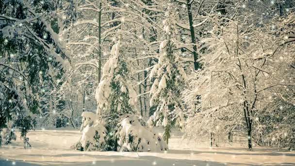 Träd tall gran i magisk skog vinter med fallande snö snöfall. — Stockvideo