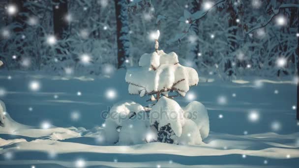 美丽的小圣诞树和树, 在冬天的田野里飘落的雪花 — 图库视频影像